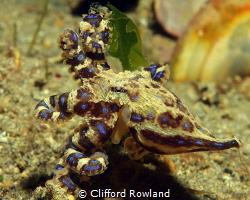 Small and lethal , Blue ringed octopus by Clifford Rowland 